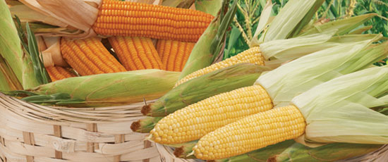 WEB CATEGORY CORN